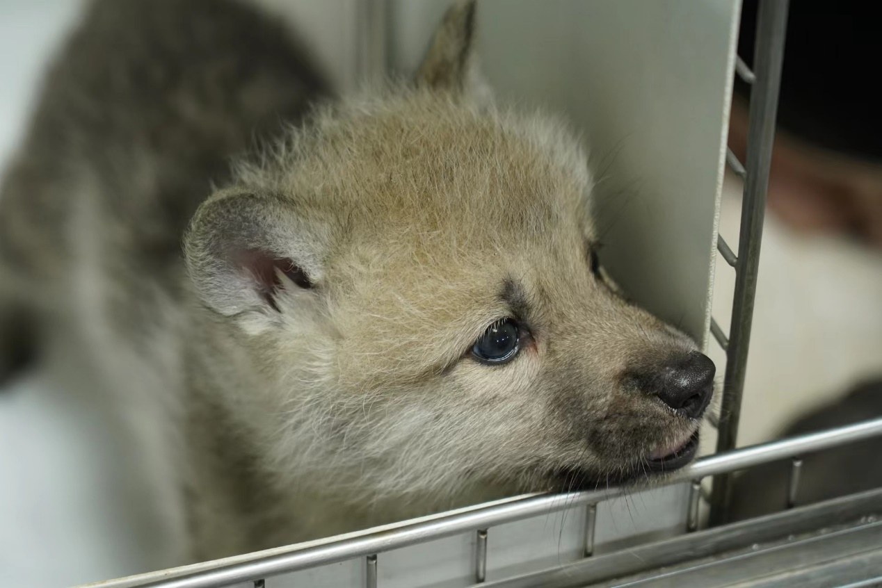 A little fluffy pale wolf pup with blue yes 